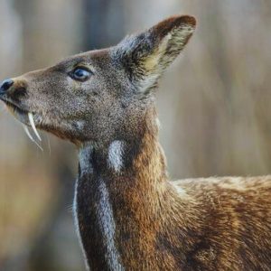 places to visit in pithoragarh